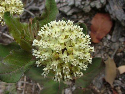 Asclepias pringlei, photographed by Leonardo O. Alvarado Cárdenas