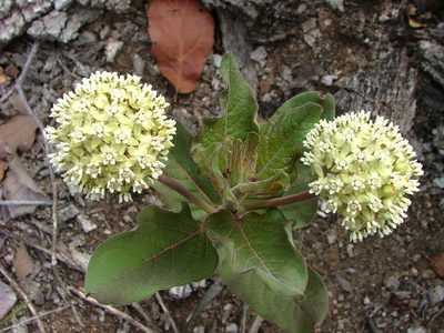 Asclepias pringlei, photographed by Leonardo O. Alvarado Cárdenas