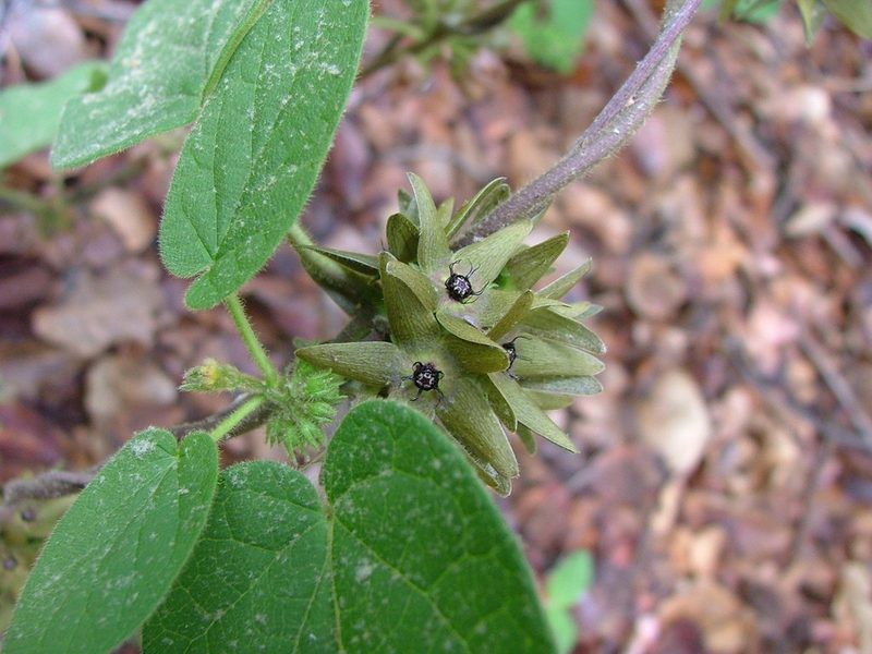 Urostephanus gonoloboides, photographed by Leonardo O. Alvarado Cárdenas