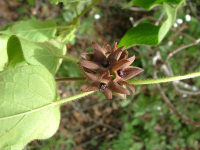Urostephanus gonoloboides, photographed by Leonardo O. Alvarado Cárdenas