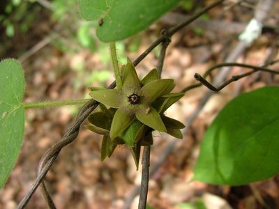 Urostephanus gonoloboides, photographed by Leonardo O. Alvarado Cárdenas