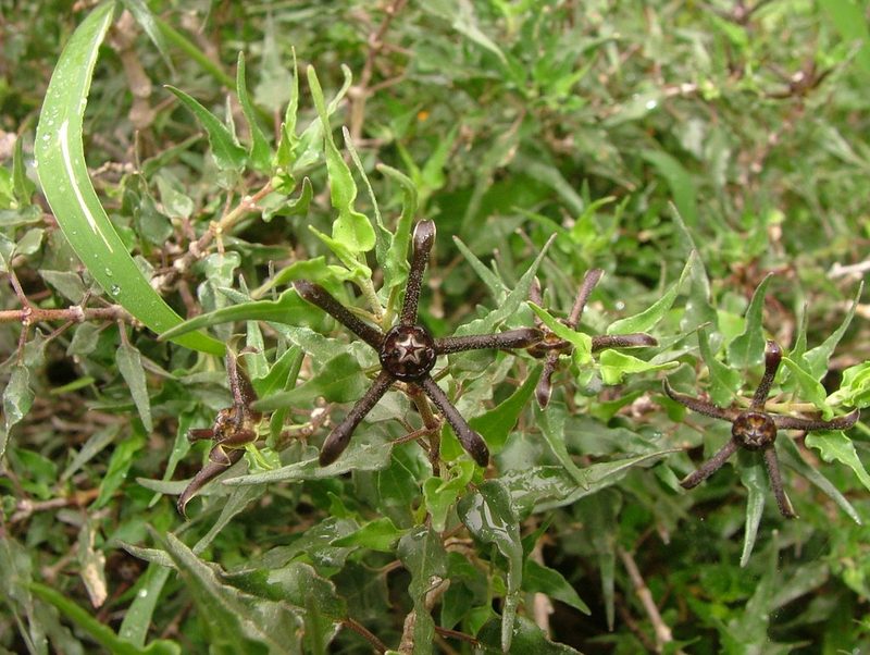 Talayotea trachyantha, photographed by Leonardo O. Alvarado Cárdenas
