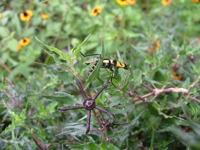 Talayotea trachyantha, photographed by Leonardo O. Alvarado Cárdenas