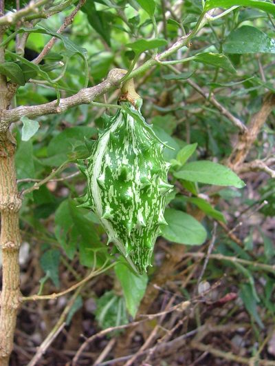 Talayotea trachyantha, photographed by Leonardo O. Alvarado Cárdenas