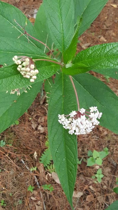 Asclepias gordaensis, photographed by Leonardo O. Alvarado Cárdenas