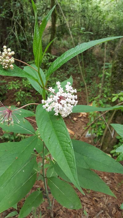 Asclepias gordaensis, photographed by Leonardo O. Alvarado Cárdenas
