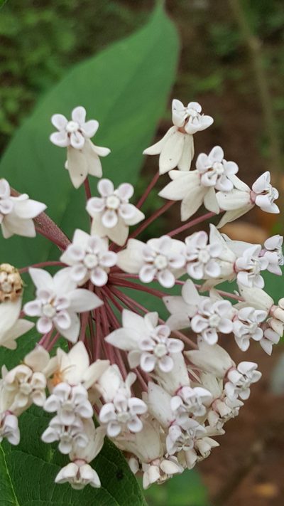 Asclepias gordaensis, photographed by Leonardo O. Alvarado Cárdenas