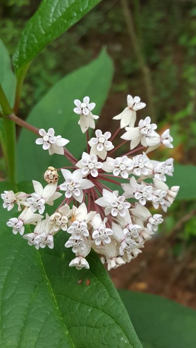 Asclepias gordaensis, photographed by Leonardo O. Alvarado Cárdenas