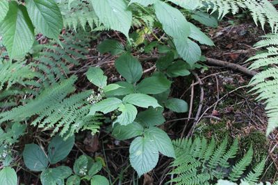 Rubus hirtus, photographed by Dmitriy Bochkov