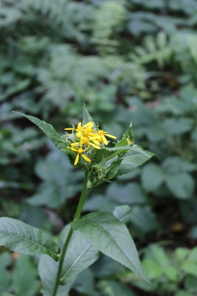 Senecio propinquus, photographed by Dmitriy Bochkov