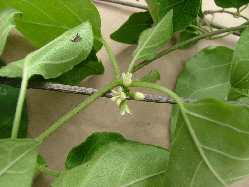 Ruehssia coulteri, photographed by Leonardo O. Alvarado Cárdenas