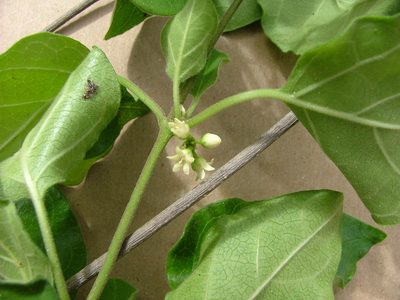 Ruehssia coulteri, photographed by Leonardo O. Alvarado Cárdenas
