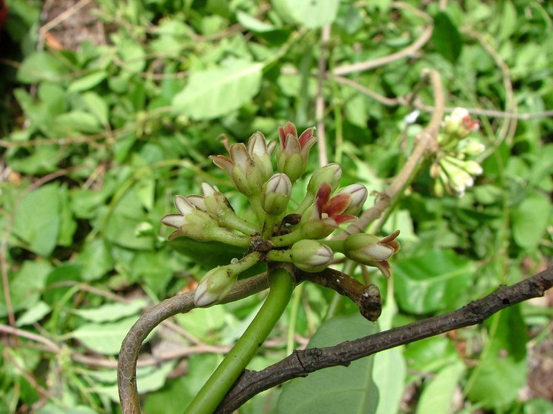 Ruehssia zimapanica, photographed by Leonardo O. Alvarado Cárdenas