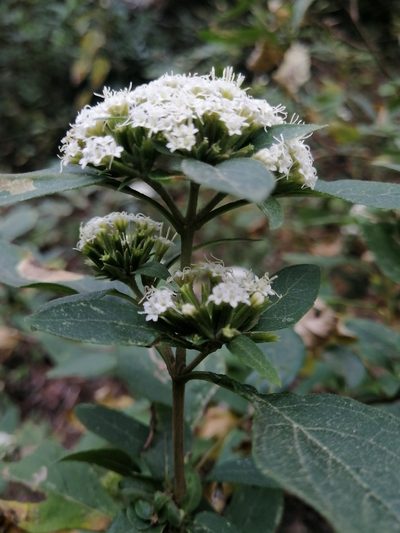 Stevia subpubescens, photographed by Erick Vélez Sánchez