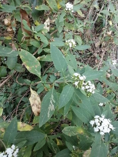 Stevia subpubescens, photographed by Erick Vélez Sánchez