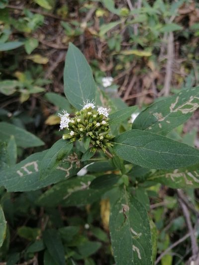 Stevia subpubescens, photographed by Erick Vélez Sánchez