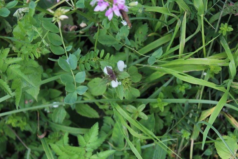 Lamium tomentosum, photographed by Dmitriy Bochkov
