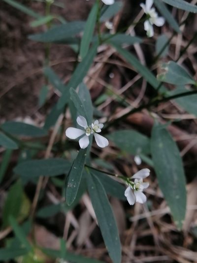 Euphorbia ariensis, photographed by Erick Vélez Sánchez