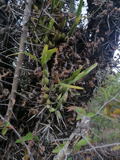Prosthechea squalida, photographed by Erick Vélez Sánchez