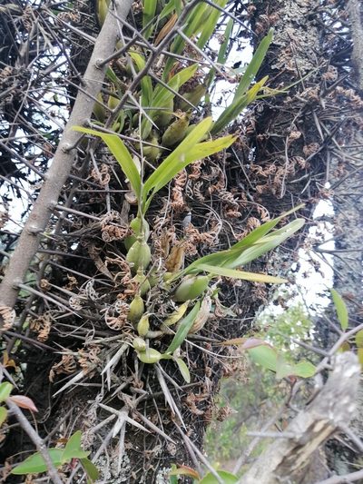 Prosthechea squalida, photographed by Erick Vélez Sánchez