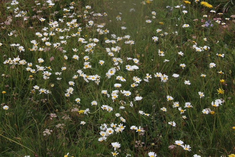 Tripleurospermum caucasicum, photographed by Dmitriy Bochkov