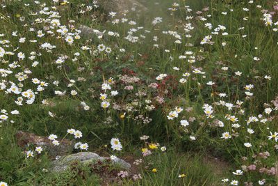 Tripleurospermum caucasicum, photographed by Dmitriy Bochkov