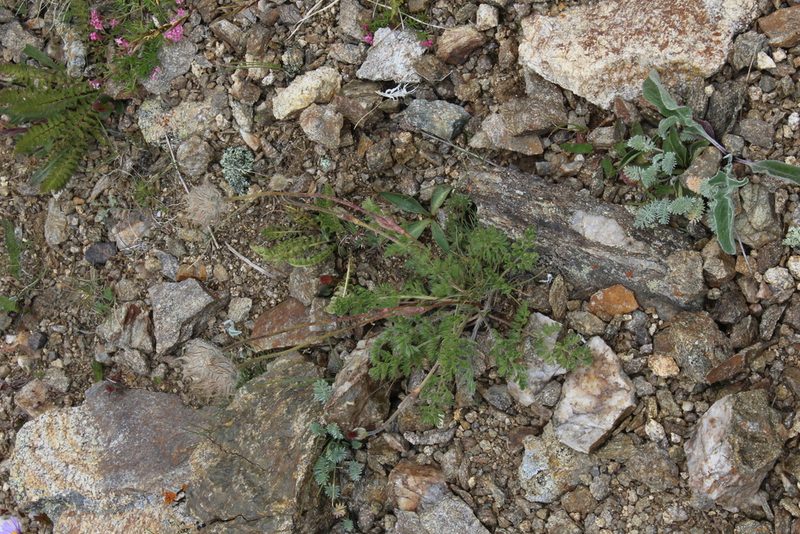 Pulsatilla albana, photographed by Dmitriy Bochkov