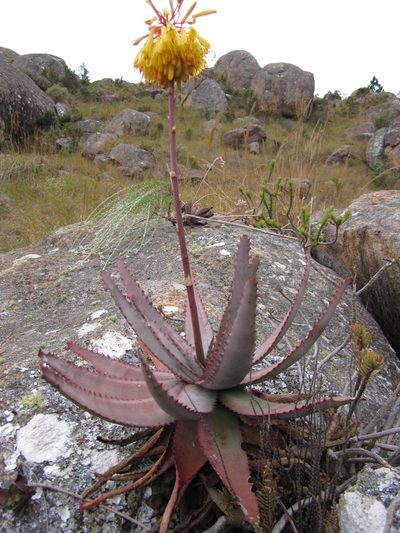 Aloe capitata, photographed by Romer N. Rabarijaona