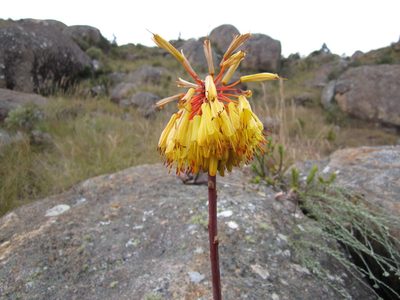 Aloe capitata, photographed by Romer N. Rabarijaona