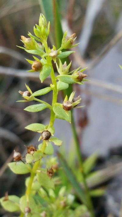 Lysimachia ovalis, photographed by Jay Horn