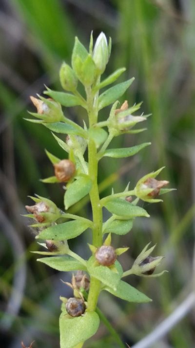 Lysimachia ovalis, photographed by Jay Horn