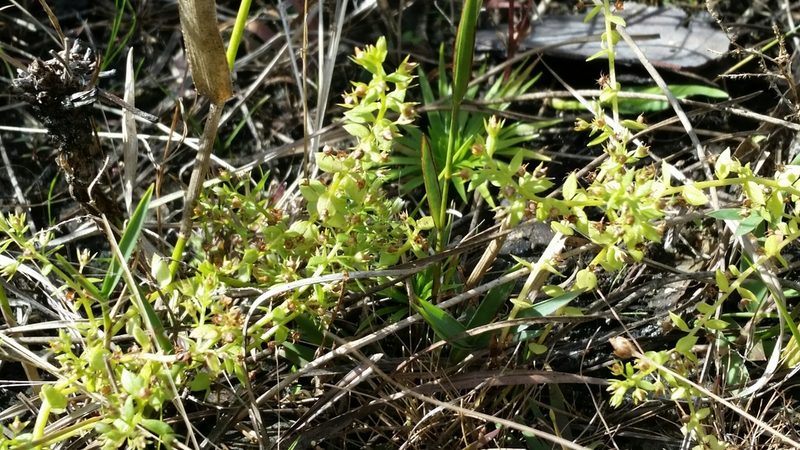 Lysimachia ovalis, photographed by Jay Horn