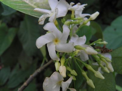 Tabernaemontana arborea, photographed by Leonardo O. Alvarado Cárdenas