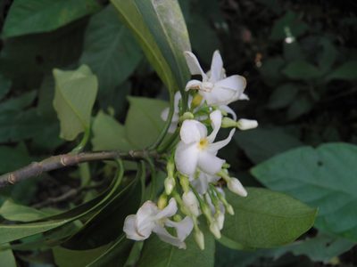 Tabernaemontana arborea, photographed by Leonardo O. Alvarado Cárdenas
