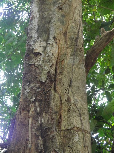 Tabernaemontana arborea, photographed by Leonardo O. Alvarado Cárdenas