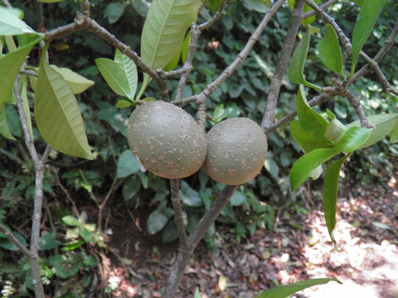 Tabernaemontana arborea, photographed by Leonardo O. Alvarado Cárdenas