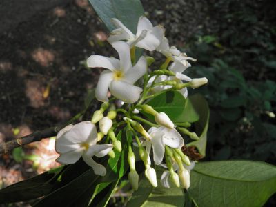 Tabernaemontana arborea, photographed by Leonardo O. Alvarado Cárdenas