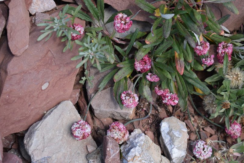 Eriogonum coloradense, photographed by John Powers