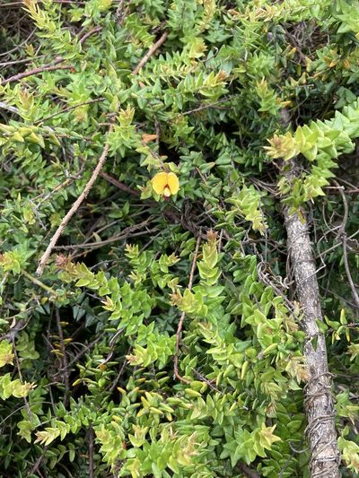 Bossiaea cordifolia, photographed by krumpianking