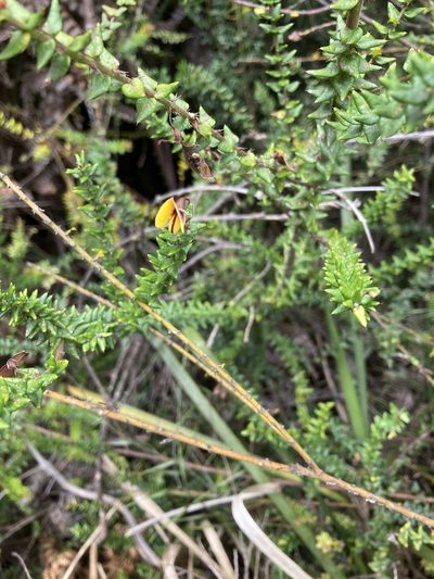 Bossiaea cordifolia, photographed by krumpianking