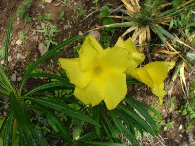 Cascabela thevetioides, photographed by Leonardo O. Alvarado Cárdenas