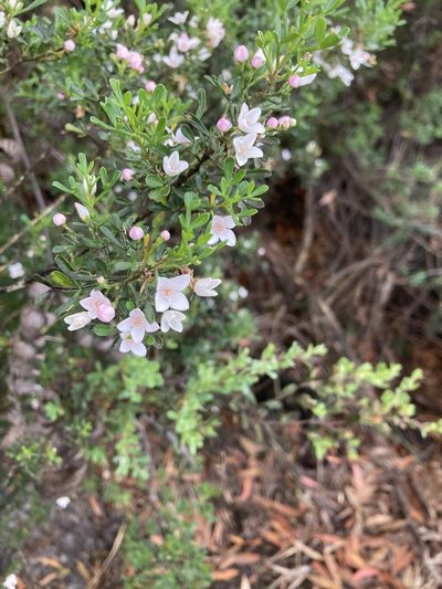 Cyanothamnus anemonifolius, photographed by krumpianking