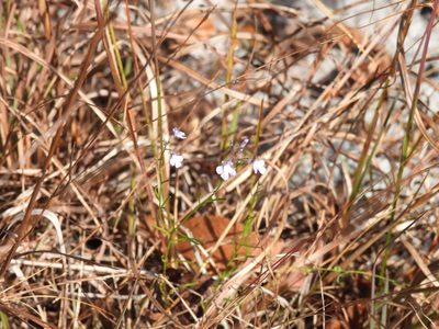 Nuttallanthus floridanus, photographed by novvictan