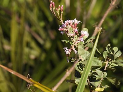 Garberia heterophylla, photographed by novvictan