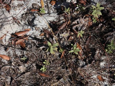 Crocanthemum nashii, photographed by novvictan