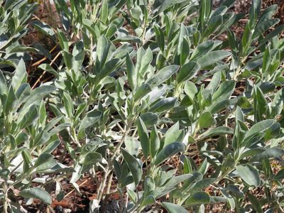 Lupinus cumulicola, photographed by novvictan