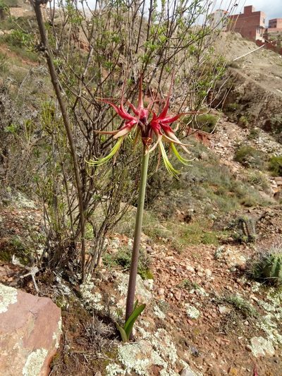 Hippeastrum cybister, photographed by Alfredo F. Fuentes Claros