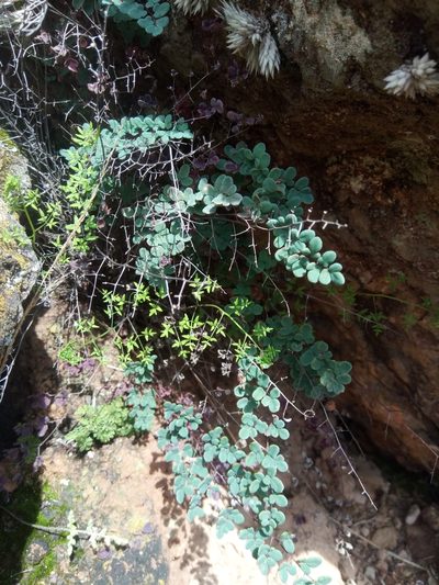 Argyrochosma nivea, photographed by Alfredo F. Fuentes Claros