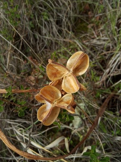 Hippeastrum cybister, photographed by Alfredo F. Fuentes Claros