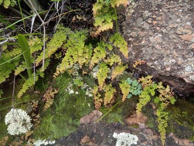 Adiantum orbignyanum, photographed by Alfredo F. Fuentes Claros
